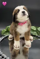 Pink Collar, a female Bernese Mountain Dog and Saint Bernard for sale in Kingston, OH – 4 of 10