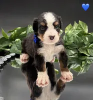 Dark Blue Collar, a male Bernese Mountain Dog for sale in Columbus, US – 2 of 10