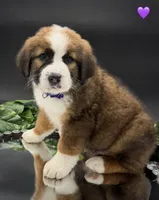 Purple Collar, a female Bernese Mountain Dog and Saint Bernard for sale in Kingston, OH – 10 of 10