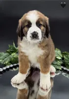 Black Collar, a female Bernese Mountain Dog and Saint Bernard for sale in Kingston, OH – 9 of 10