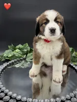 Red Collar, a female Bernese Mountain Dog and Saint Bernard for sale in Kingston, OH – 2 of 10