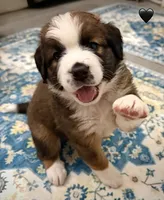 Black Collar, a female Bernese Mountain Dog and Saint Bernard for sale in Columbus, US – 4 of 9