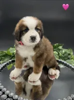 Pink Collar, a female Bernese Mountain Dog and Saint Bernard for sale in Kingston, OH – 9 of 10