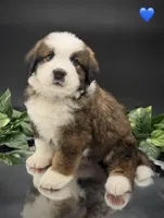 Dark Blue Collar, a male Bernese Mountain Dog and Saint Bernard for sale in Columbus, US – 3 of 10