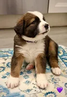 Purple Collar, a female Bernese Mountain Dog and Saint Bernard for sale in Columbus, US – 5 of 8