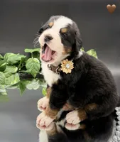 Brown Collar, a male Bernese Mountain Dog for sale in Columbus, US – 9 of 10