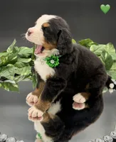 Green Collar, a male Bernese Mountain Dog for sale in Columbus, US – 3 of 10