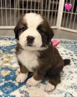Pink Collar, a female Bernese Mountain Dog and Saint Bernard for sale in Columbus, US – 8 of 8