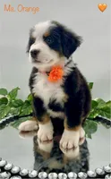 Orange, a female Bernese Mountain Dog for sale in Columbus, US – Photo 7 of 10