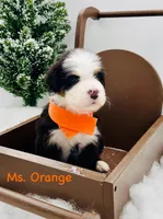 Orange, a female Bernese Mountain Dog for sale in Columbus, US – Photo 5 of 10