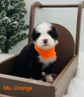 Orange, a female Bernese Mountain Dog for sale in Columbus, US – Photo 3 of 10