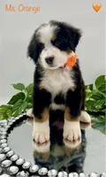 Orange, a female Bernese Mountain Dog for sale in Columbus, US – Photo 4 of 10