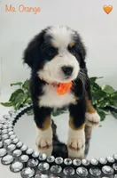 Orange, a female Bernese Mountain Dog for sale in Columbus, US – Photo 6 of 10