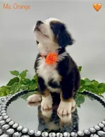 Orange, a female Bernese Mountain Dog for sale in Columbus, US – Photo 2 of 10