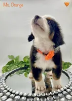 Orange, a female Bernese Mountain Dog for sale in Columbus, US – Photo 8 of 10