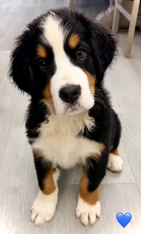 Dark Blue Collar – Bernese Mountain Dog puppy for sale in Kingston, OH