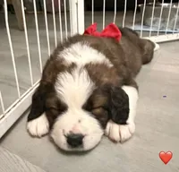 Red Collar, a female Bernese Mountain Dog and Saint Bernard for sale in Columbus, US – 2 of 9