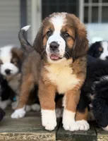 Black Collar, a female Bernese Mountain Dog and Saint Bernard for sale in Kingston, OH – 3 of 10
