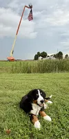Brown Collar, a male Bernese Mountain Dog for sale in Kingston, OH – 4 of 10