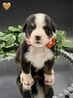 Orange Collar , a male Bernese Mountain Dog for sale in Kingston, OH – 6 of 10