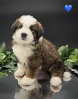 Dark Blue Collar, a male Bernese Mountain Dog and Saint Bernard for sale in Columbus, US – 1 of 10