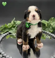Green Collar, a male Bernese Mountain Dog for sale in Columbus, US – 8 of 10