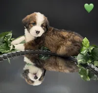 Green Collar, a male Bernese Mountain Dog and Saint Bernard for sale in Columbus, US – 7 of 10