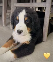 Yellow Collar, a male Bernese Mountain Dog for sale in Kingston, OH – 8 of 10