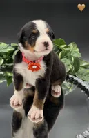 Orange Collar , a male Bernese Mountain Dog for sale in Kingston, OH – 9 of 10