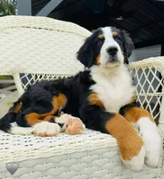 Gray, a male Bernese Mountain Dog for sale in Columbus, US – Photo 9 of 10