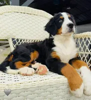 Gray, a male Bernese Mountain Dog for sale in Columbus, US – Photo 1 of 10