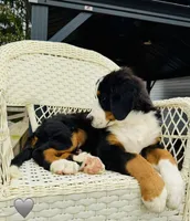 Gray, a male Bernese Mountain Dog for sale in Columbus, US – Photo 10 of 10