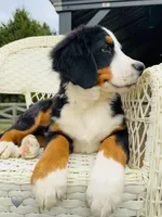 Gray, a male Bernese Mountain Dog for sale in Columbus, US – Photo 8 of 10