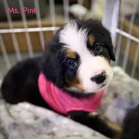 Pink Collar, a female Bernese Mountain Dog for sale in Columbus, US – Photo 1 of 9