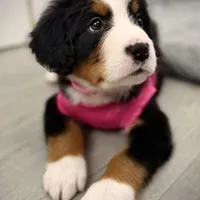 Pink Collar, a female Bernese Mountain Dog for sale in Columbus, US – Photo 3 of 9