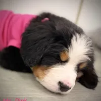 Pink Collar, a female Bernese Mountain Dog for sale in Columbus, US – Photo 8 of 9