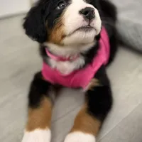 Pink Collar, a female Bernese Mountain Dog for sale in Columbus, US – Photo 5 of 9