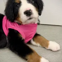 Pink Collar, a female Bernese Mountain Dog for sale in Columbus, US – Photo 7 of 9