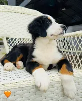 Orange, a female Bernese Mountain Dog for sale in Columbus, US – Photo 9 of 10