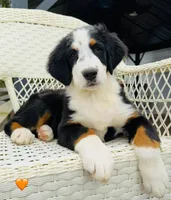 Orange, a female Bernese Mountain Dog for sale in Columbus, US – Photo 1 of 10