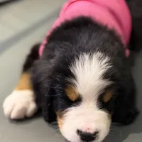 Pink Collar, a female Bernese Mountain Dog for sale in Columbus, US – Photo 2 of 9
