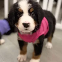 Pink Collar, a female Bernese Mountain Dog for sale in Columbus, US – Photo 4 of 9