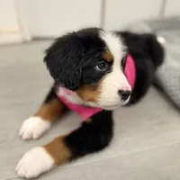Pink Collar, a female Bernese Mountain Dog for sale in Columbus, US – Photo 9 of 9