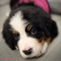 Pink Collar, a female Bernese Mountain Dog for sale in Columbus, US – Photo 6 of 9