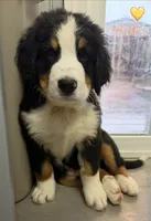 Yellow Collar, a male Bernese Mountain Dog for sale in Kingston, OH – 9 of 10