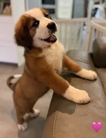 Pink Collar, a female Bernese Mountain Dog and Saint Bernard for sale in Kingston, OH – 2 of 10