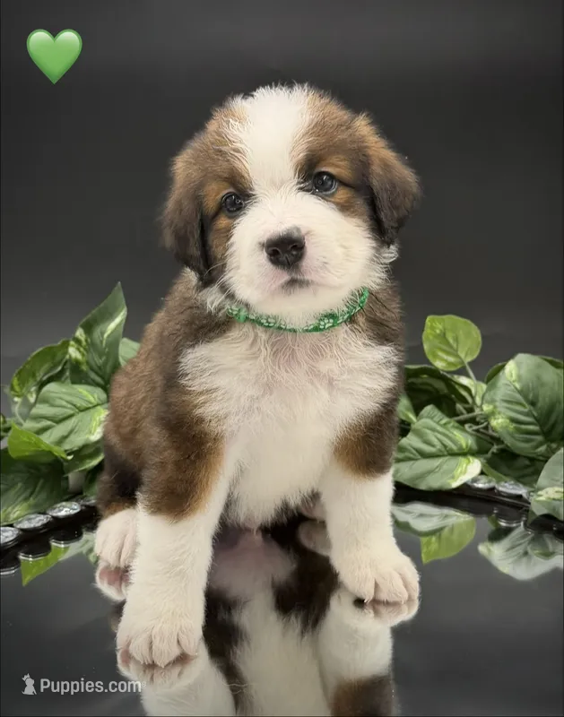 Green Collar – Bernese Mountain Dog, Saint Bernard puppy for sale in Columbus, OH, US