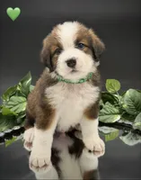 Green Collar, a male Bernese Mountain Dog and Saint Bernard for sale in Columbus, US – 1 of 10
