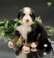 Green Collar, a male Bernese Mountain Dog for sale in Columbus, US – 7 of 10