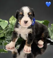 Dark Blue Collar, a male Bernese Mountain Dog for sale in Columbus, US – 3 of 10